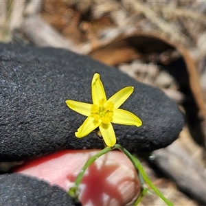 Tricoryne elatior (Yellow Rush Lily) at Hawker, ACT by sangio7