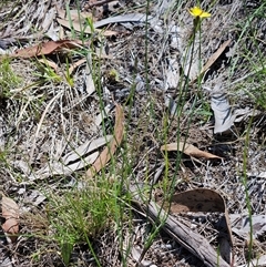 Tricoryne elatior at Hawker, ACT - 10 Dec 2024 11:25 AM