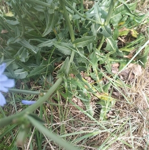 Cichorium intybus (Chicory) at Evatt, ACT by rbannister