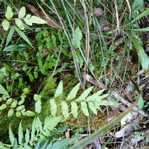 Blechnum minus (Soft Water Fern) at Broughton Village, NSW by plants