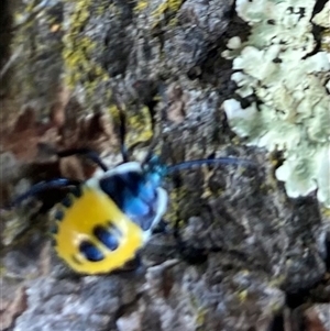 Commius elegans at Wamboin, NSW by Komidar