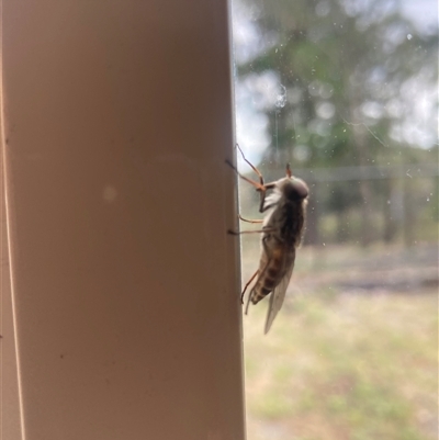 Tabanidae (family) (Unidentified march or horse fly) at Wamboin, NSW - 5 Dec 2024 by Komidar