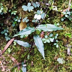 Aneilema acuminatum at Broughton Village, NSW - 8 Dec 2024 by plants