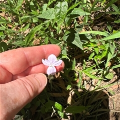 Pseuderanthemum variabile (Pastel Flower) at Kangaroo Valley, NSW - 11 Dec 2024 by lbradley