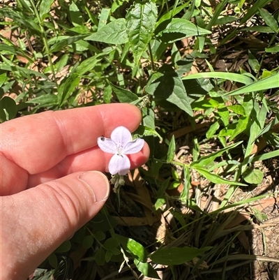 Pseuderanthemum variabile (Pastel Flower) at Kangaroo Valley, NSW - 11 Dec 2024 by lbradley