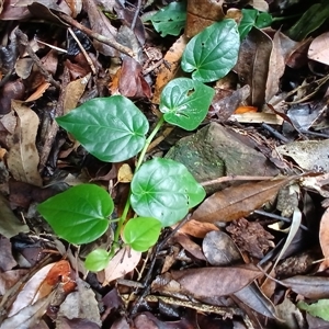 Piper hederaceum var. hederaceum (Giant Pepper Vine) at Comerong Island, NSW by plants