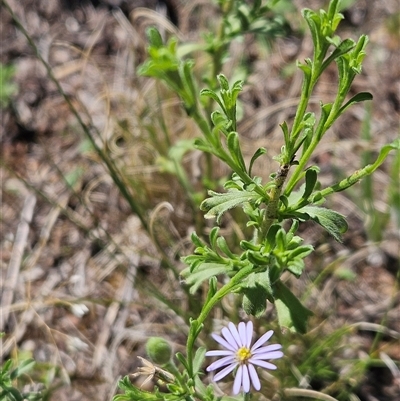 Vittadinia cuneata var. cuneata (Fuzzy New Holland Daisy) at Hawker, ACT - 10 Dec 2024 by sangio7