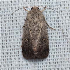 Proteuxoa tibiata (Horseshoe Noctuid) at Harrison, ACT - 10 Dec 2024 by DPRees125