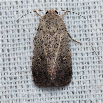 Proteuxoa tibiata (Horseshoe Noctuid) at Harrison, ACT - 10 Dec 2024 by DPRees125