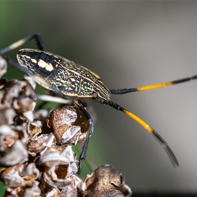 Poecilometis sp. (genus) (A Gum Tree Shield Bug) at Wallaroo, NSW - 11 Dec 2024 by Jek