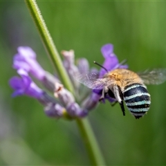 Amegilla (Zonamegilla) asserta (Blue Banded Bee) at Wallaroo, NSW - 11 Dec 2024 by Jek