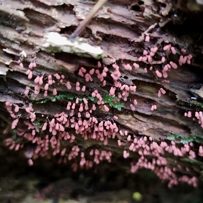 Arcyria sp. (genus) (A slime mould) at Kianga, NSW - 10 Dec 2024 by Teresa