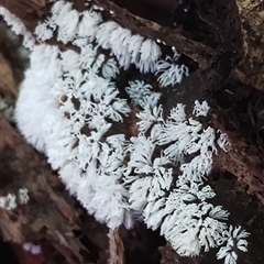 Ceratiomyxa fruticulosa (Coral Slime) at Kianga, NSW - 10 Dec 2024 by Teresa