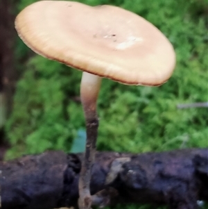 Polyporus at Kianga, NSW by Teresa