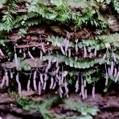 Stemonitis sp. (genus) (A slime mould) at Kianga, NSW - 10 Dec 2024 by Teresa