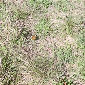 Heteronympha merope at Lyons, ACT - 11 Dec 2024