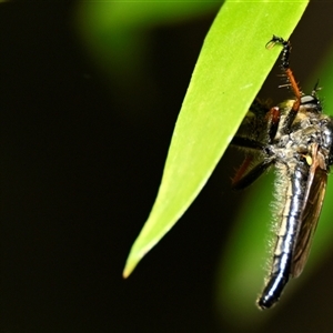 Neoscleropogon sp. (genus) (Robber fly) at Acton, ACT by Thurstan