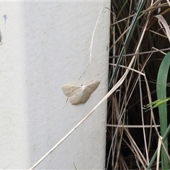 Scopula perlata (Cream Wave) at Lyons, ACT - 11 Dec 2024 by ran452