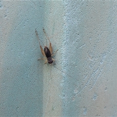 Trigonidium sp. (genus) at Lyons, ACT - 11 Dec 2024