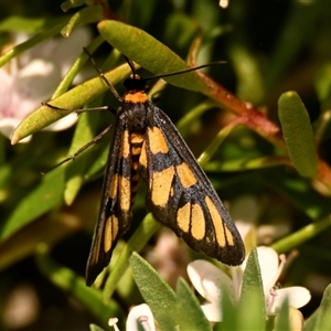 Amata (genus) (Handmaiden Moth) at Acton, ACT by Thurstan