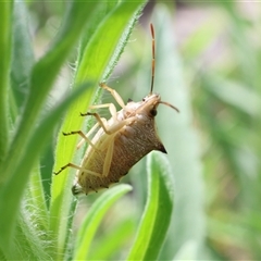 Unidentified True bug (Hemiptera, Heteroptera) at Lyons, ACT - 10 Dec 2024 by ran452