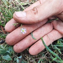 Unverified Other Wildflower or Herb at Bermagui, NSW - 11 Dec 2024 by TheCrossingLand