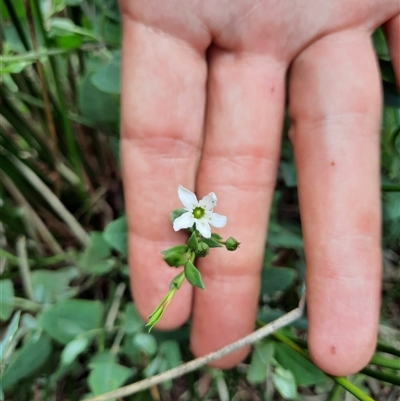 Samolus repens (Creeping Brookweed) at Bermagui, NSW - 11 Dec 2024 by TheCrossingLand