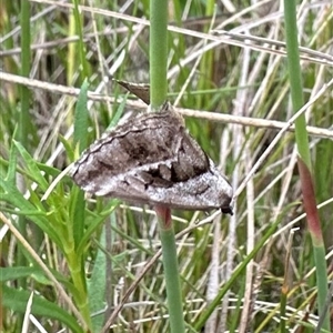 Dichromodes stilbiata (White-barred Heath Moth) at Rendezvous Creek, ACT by Pirom