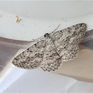 Psilosticha absorpta (Fine-waved Bark Moth) at Yass River, NSW by SenexRugosus