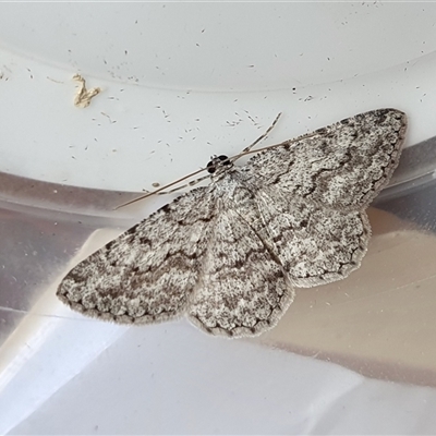 Psilosticha absorpta (Fine-waved Bark Moth) at Yass River, NSW - 10 Dec 2024 by SenexRugosus