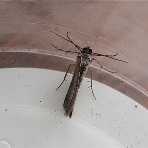 Psilosticha absorpta at Yass River, NSW - 11 Dec 2024