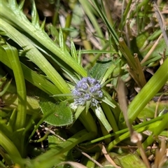 Eryngium vesiculosum (Prostrate Blue Devil, Prickfoot) at Laggan, NSW - 11 Dec 2024 by mainsprite