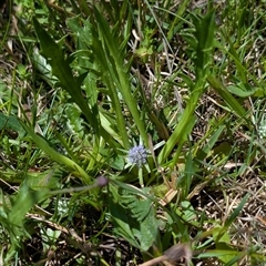 Eryngium vesiculosum at Laggan, NSW - 11 Dec 2024 11:10 AM