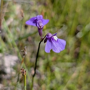 Utricularia dichotoma at Laggan, NSW - 11 Dec 2024