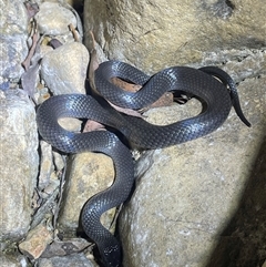 Cryptophis nigrescens (Eastern Small-eyed Snake) at Cotter River, ACT - 6 Dec 2024 by EKLawler