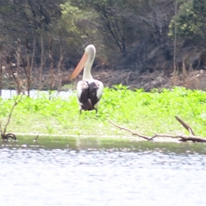 Pelecanus conspicillatus at Burra, NSW by MB