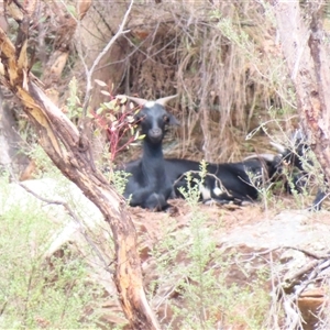 Capra hircus (Wild Goat) at Burra, NSW by MB