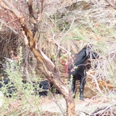 Capra hircus at Burra, NSW - 4 Dec 2024