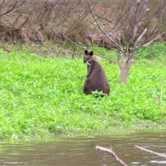 Wallabia bicolor (Swamp Wallaby) at Burra, NSW - 3 Dec 2024 by MB