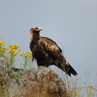 Aquila audax (Wedge-tailed Eagle) at Burra, NSW - 4 Dec 2024 by MB