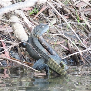 Intellagama lesueurii howittii at Burra, NSW by MB