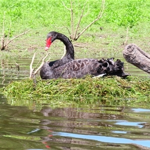 Cygnus atratus at Yarrow, NSW by MB