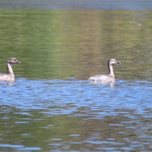 Tachybaptus novaehollandiae at Fyshwick, ACT by MB