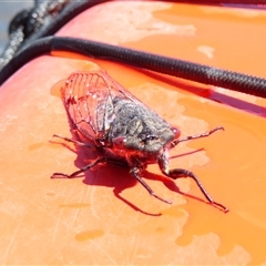 Psaltoda moerens (Redeye cicada) at Fyshwick, ACT - 11 Dec 2024 by MB