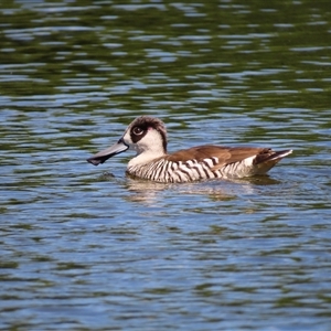 Malacorhynchus membranaceus (Pink-eared Duck) at Campbell, ACT by MB