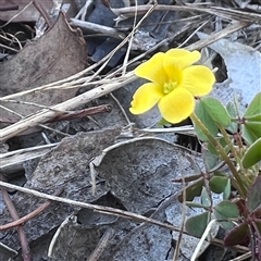 Oxalis sp. (Wood Sorrel) at Higgins, ACT - 11 Dec 2024 by Untidy