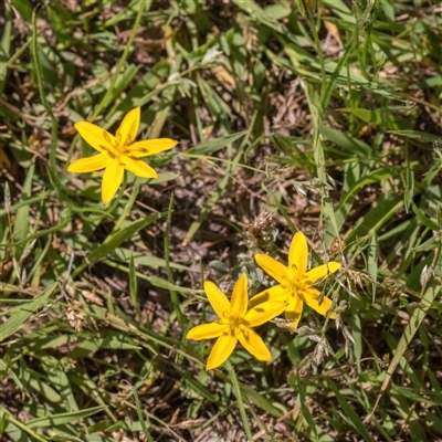 Hypoxis hygrometrica var. villosisepala (Golden Weather-grass) at Forde, ACT - 10 Dec 2024 by Cmperman