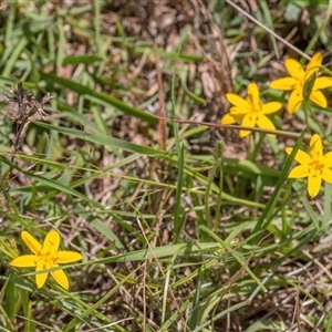 Hypoxis hygrometrica var. villosisepala (Golden Weather-grass) at Forde, ACT by Cmperman