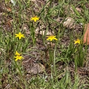 Hypoxis hygrometrica var. villosisepala at Forde, ACT - 11 Dec 2024