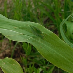 Caedicia simplex (Common Garden Katydid) at Carwoola, NSW - 9 Dec 2024 by AmyT